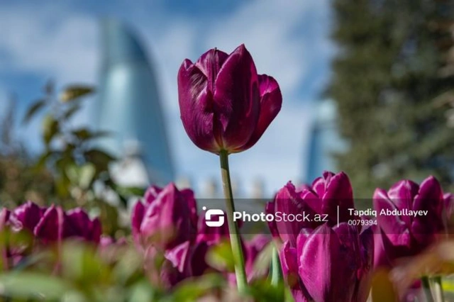Прогноз погоды в Азербайджане на 11 мая - ВИДЕО